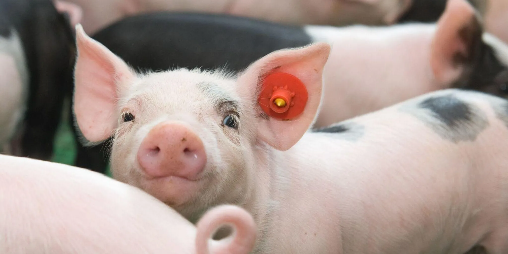 Varkens header cirqlar - Van Triest CirQlar is onderdeel van ForFarmers Nederland B.V