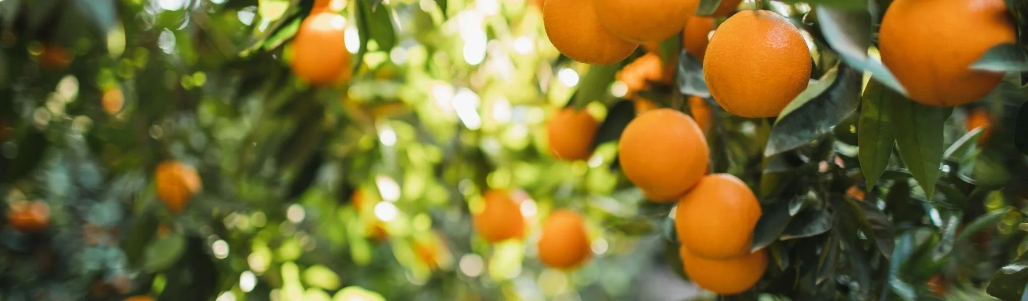 VTC en TL samenwerking citruspulp eader news 2048 600 - ForFarmers Group (EN)