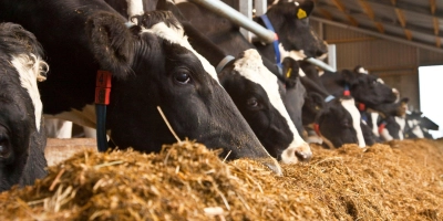 Milchkuhe im Stall Header - ForFarmers team agrar