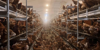 Beleuchtung Header - ForFarmers team agrar