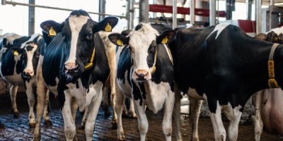 Milchfieber Content 1 - ForFarmers team agrar