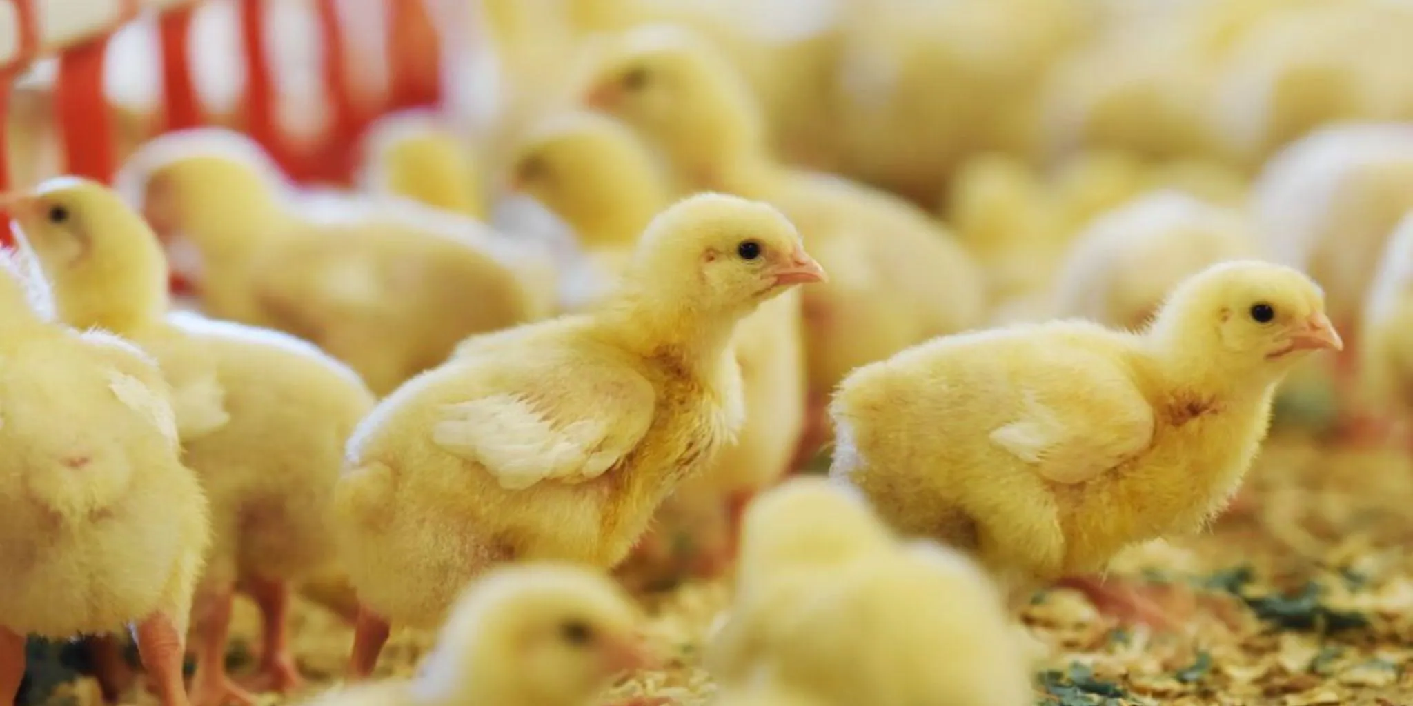 Geflugelpest Checkliste Header - ForFarmers Thesing