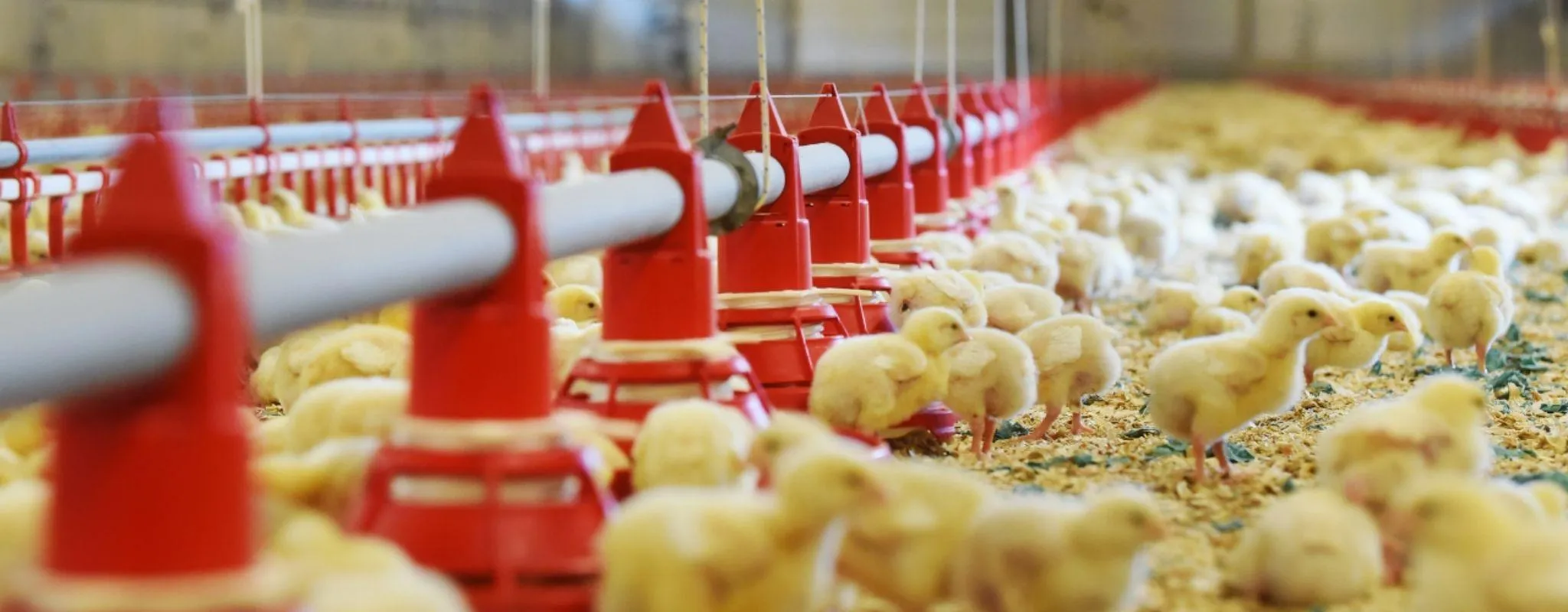 Masthahnchen im Stall Header - ForFarmers Thesing
