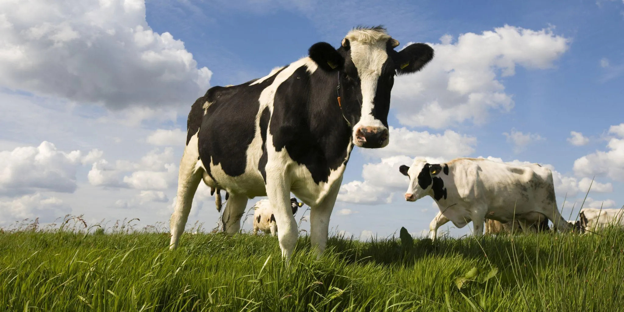 Header Kuh Hitzestress - ForFarmers Thesing