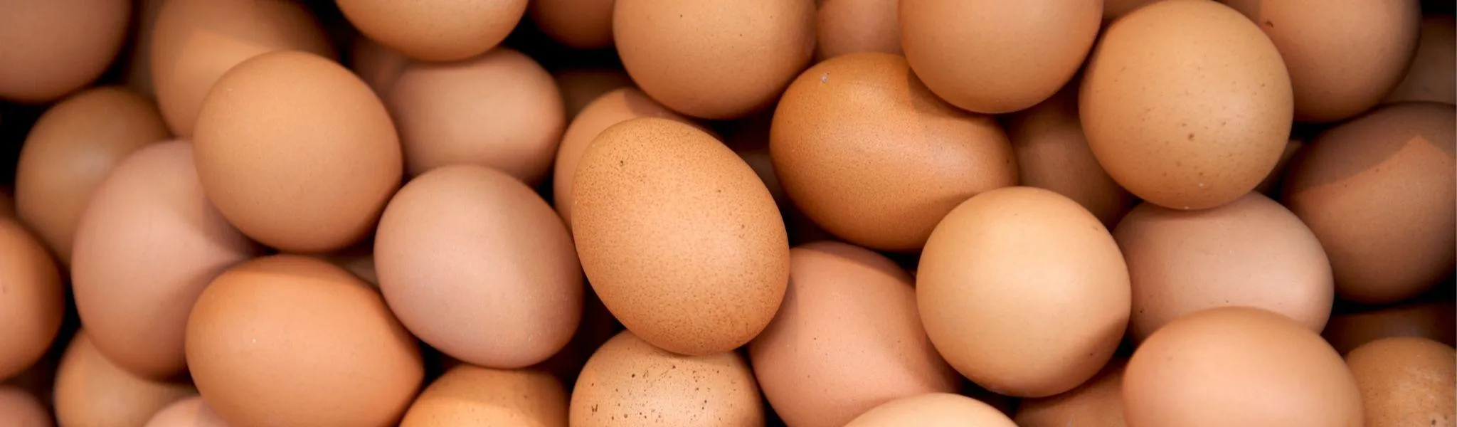 Eierschalenqualitat Header - ForFarmers Thesing