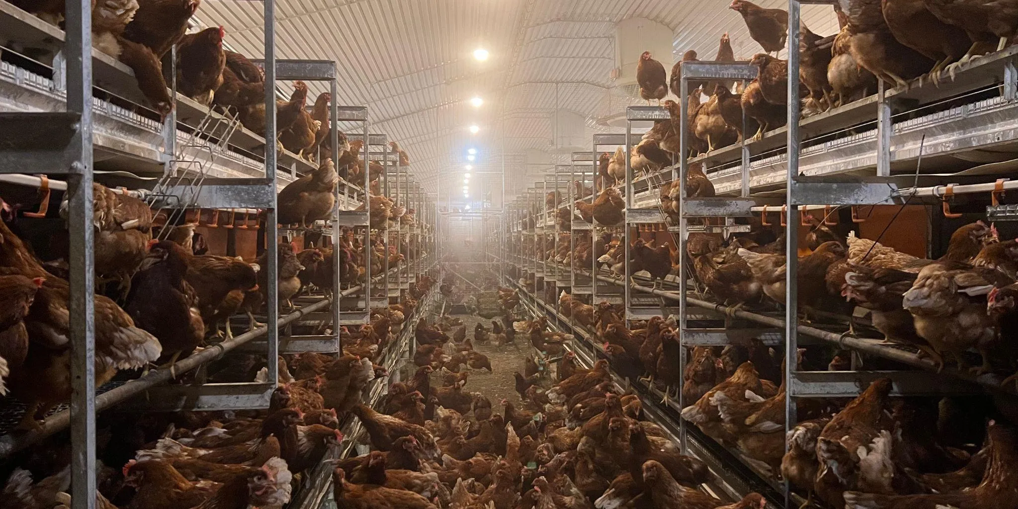 Beleuchtung Header - ForFarmers team agrar