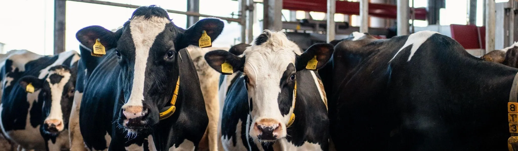 Milchfieber header 1 - ForFarmers Thesing