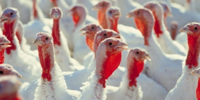 Copy of Header 2048 1024 px 2 - ForFarmers Thesing