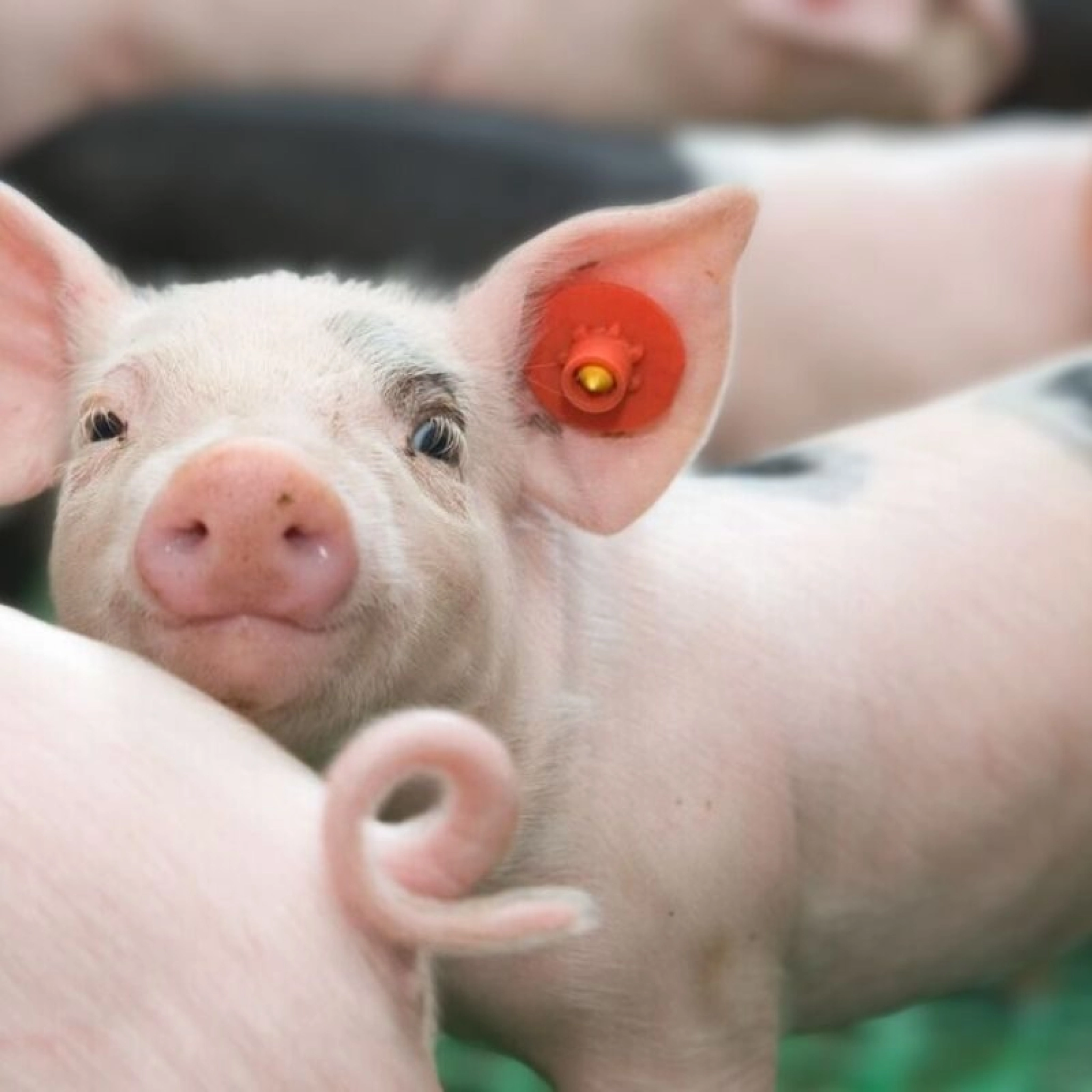 Schwein 800x800px