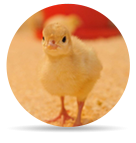 Kuken Prestarter prod icon - ForFarmers Thesing