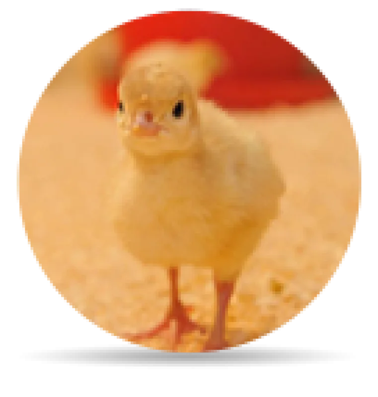Kuken Prestarter prod icon - ForFarmers Thesing