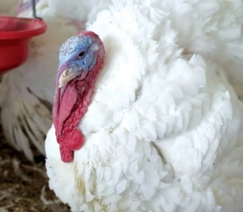 Turkey Pute right block