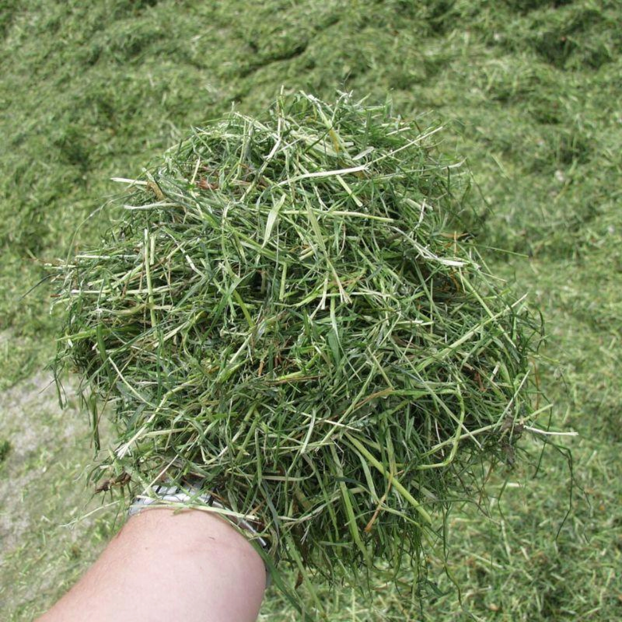 Gras Silage vk