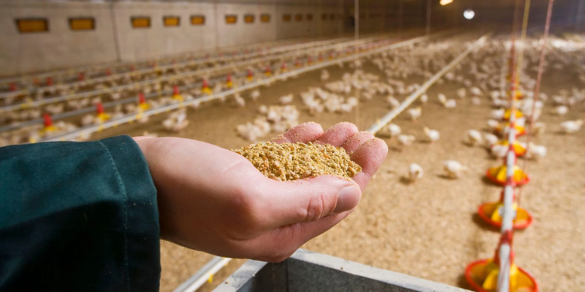 Was haben Chips und Huhnerfutter miteinander zu tun Header - ForFarmers Thesing