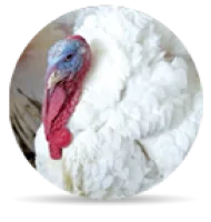 Turkey Putenfutter prod icon - Sortiment Putenfutter