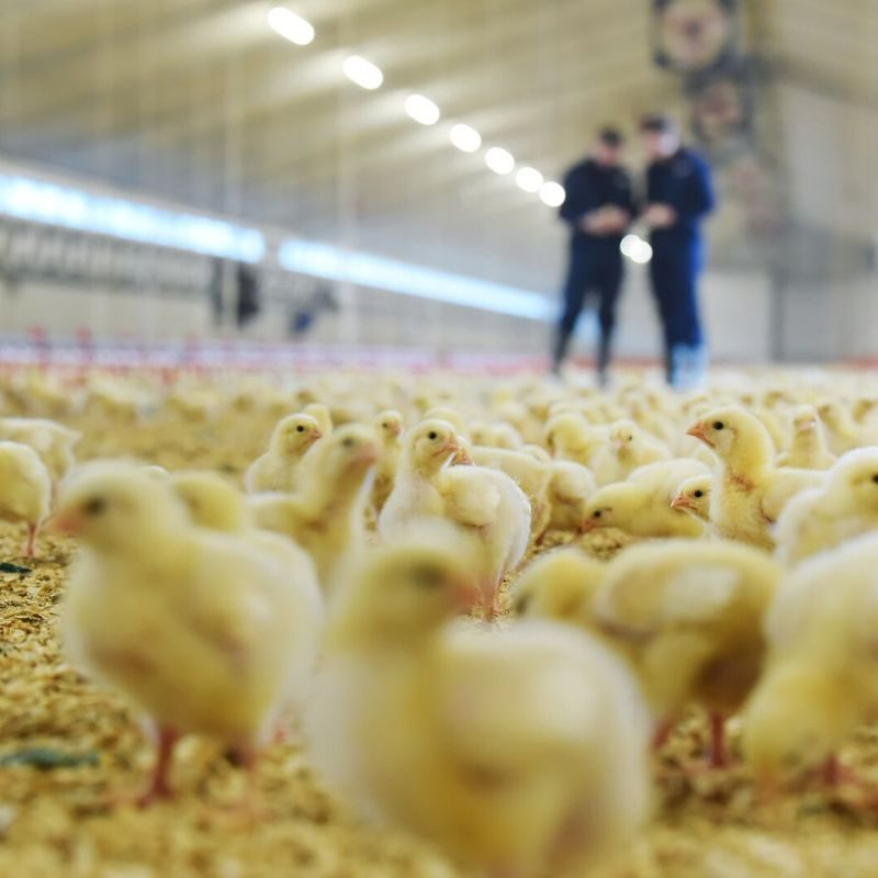 Advisor poultry content leftright 800 800 px