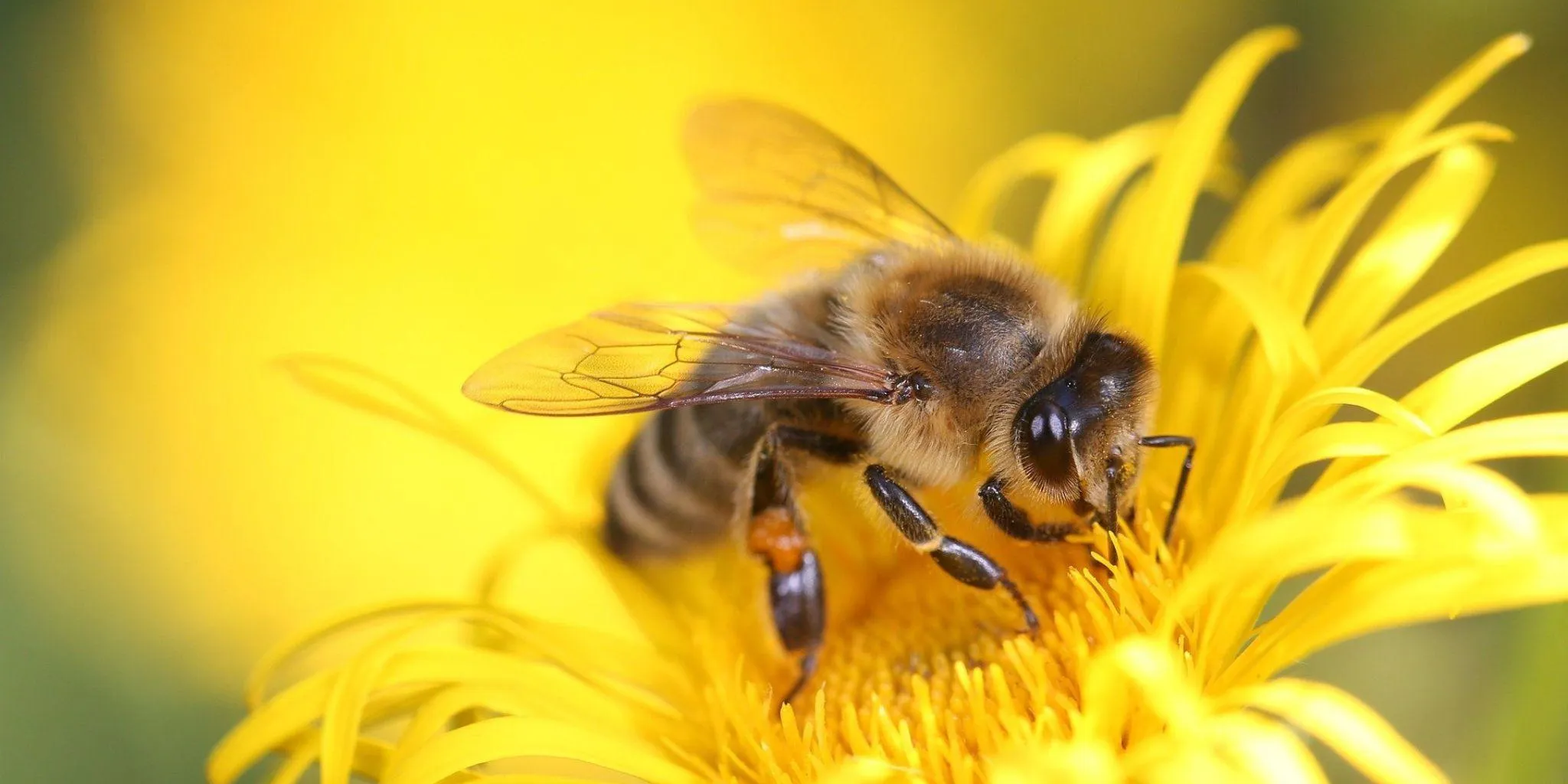 Bij op bloem biodiversiteit Header news 2048 1024 px 1 - ForFarmers Group (EN)
