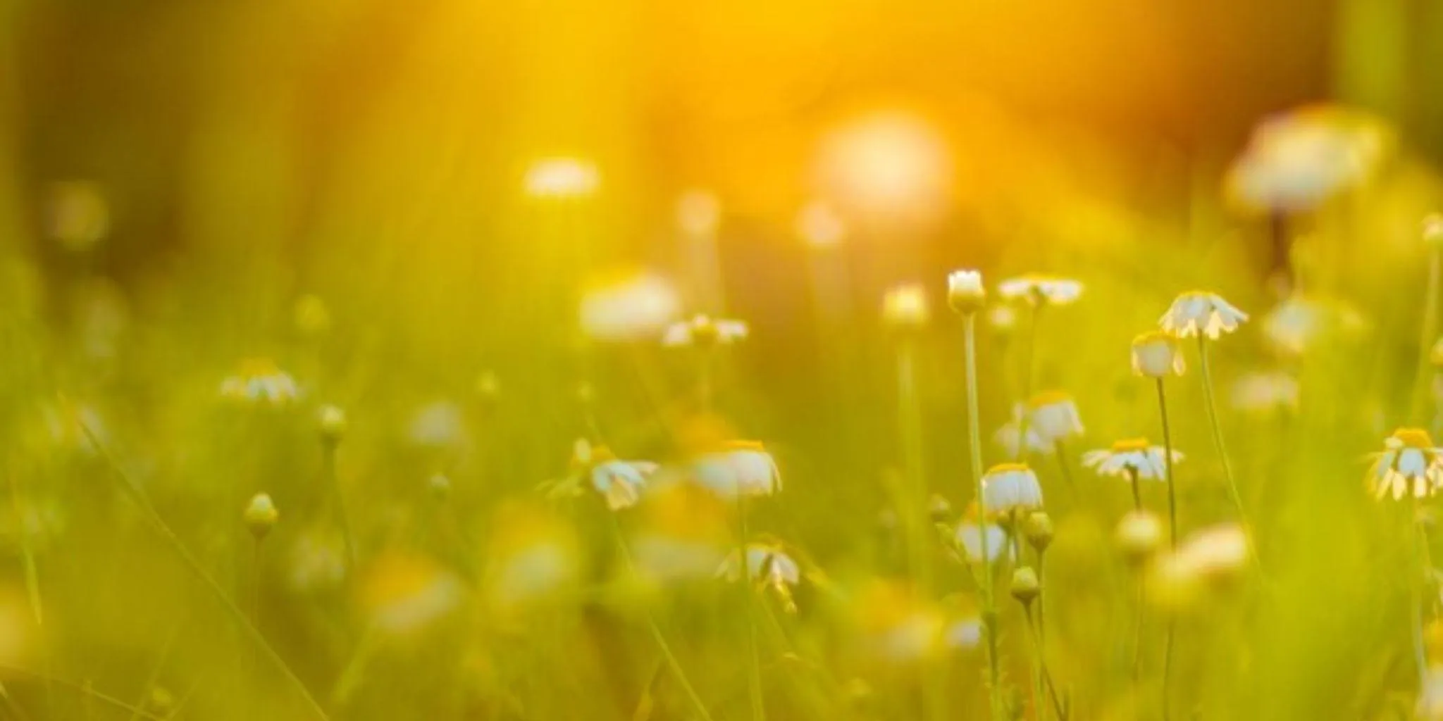 General image sustainability Header news 2048 1024 px - ForFarmers Group (EN)