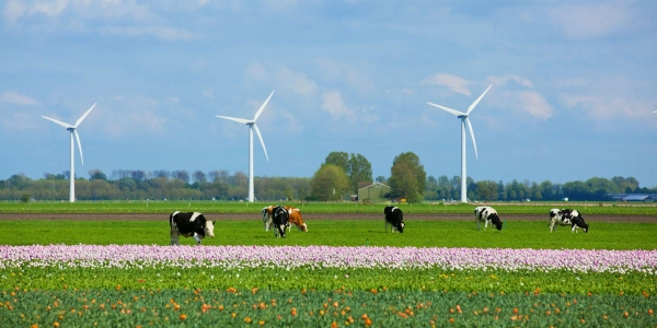 Windmolens en koeien duurzaamheid header news - ForFarmers Group (EN)