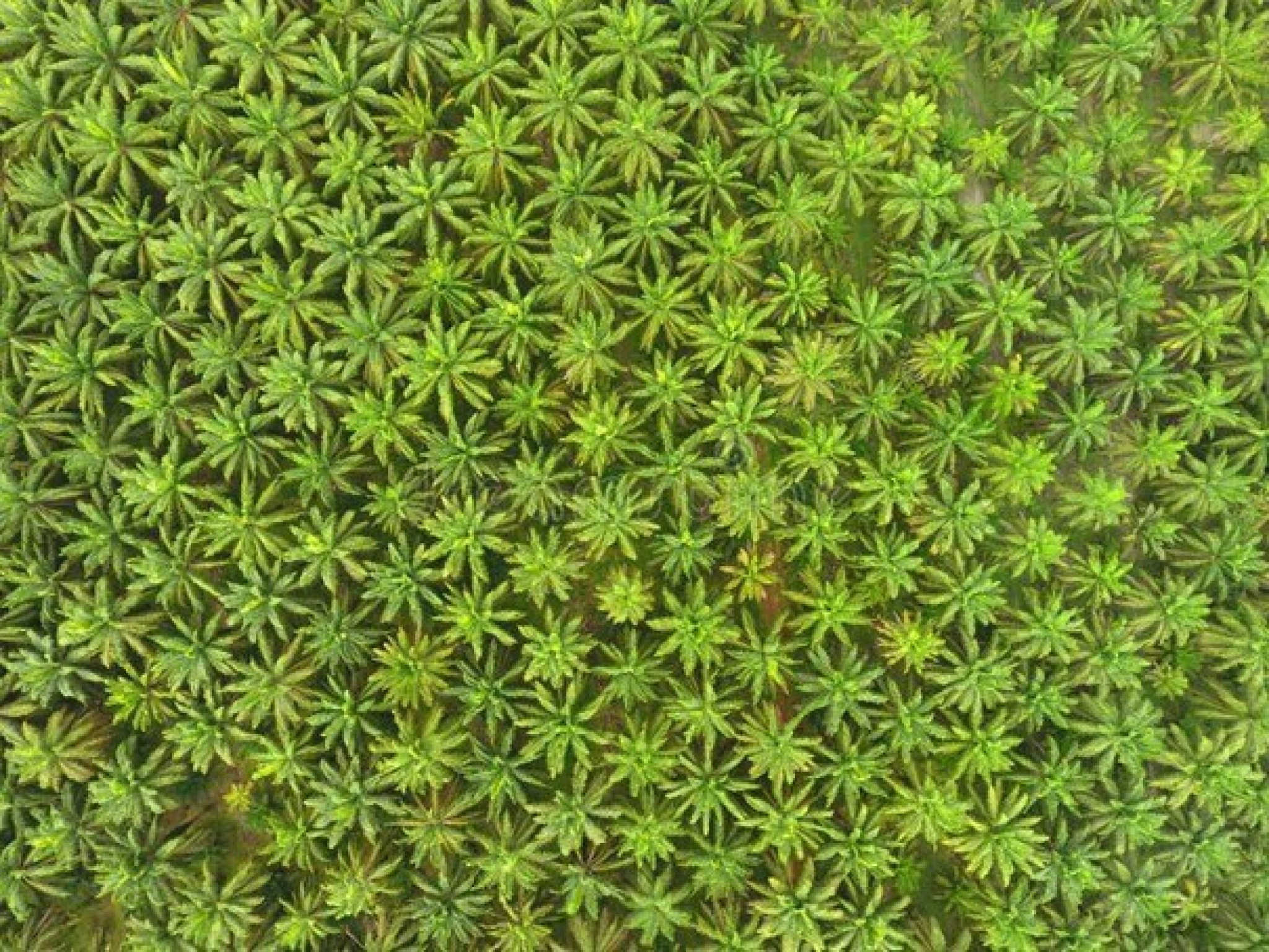 Palmplantage