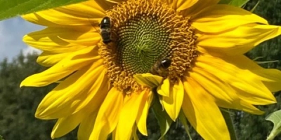 Zonnebloem met bijen fl - ForFarmers Group (EN)
