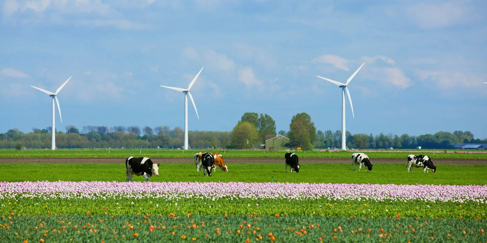 Windmolens en koeien duurzaamheid header news - ForFarmers Group (EN)