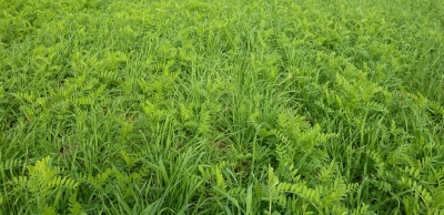 Cover N rich Vetch and Rye mix 75 1st October 14 126 1060x514 - ForFarmers UK