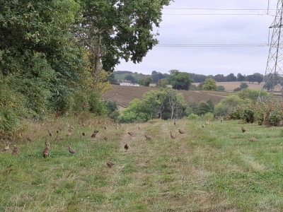 Pheasants at Wood 1 - ForFarmers UK