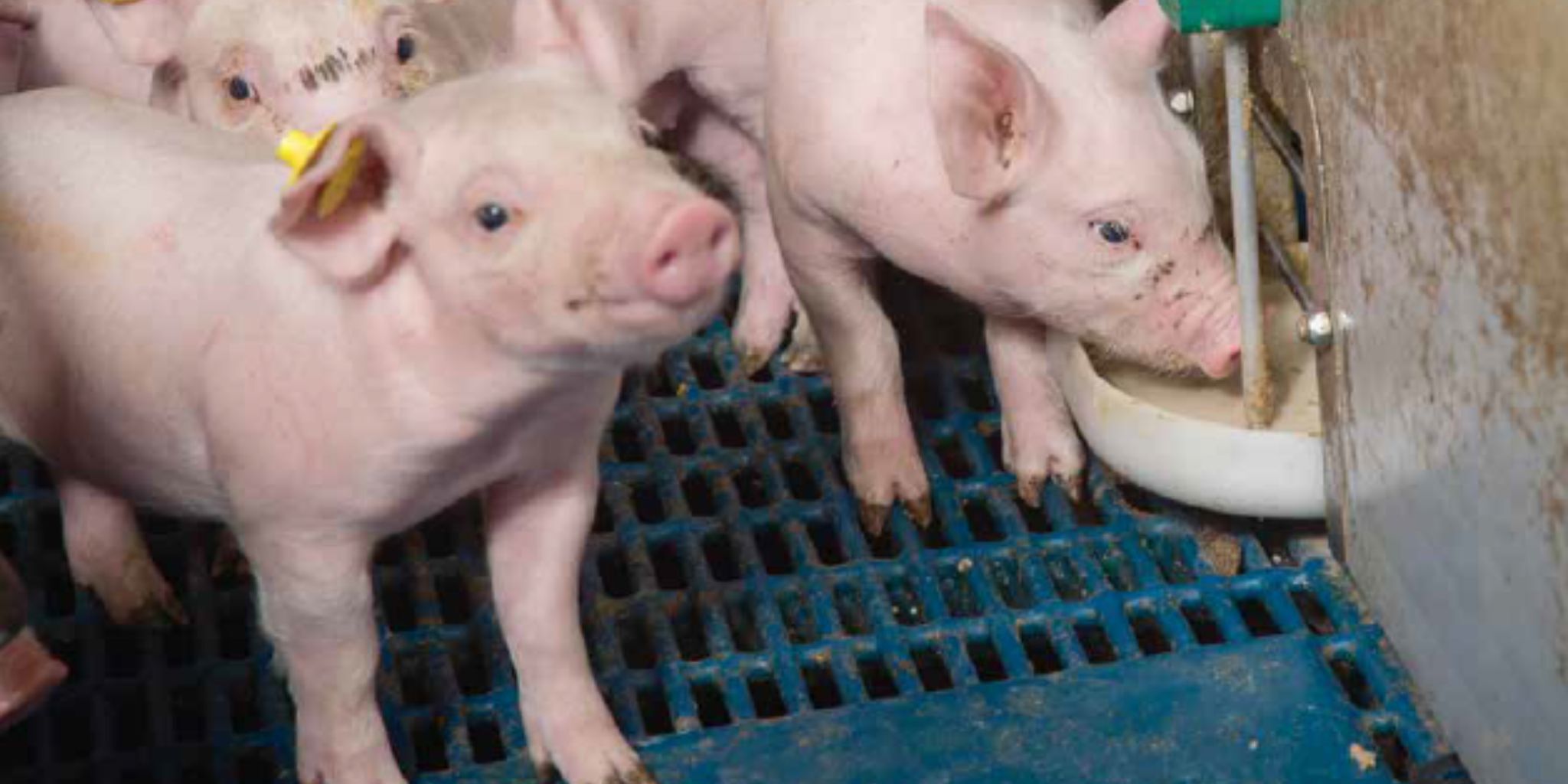 Biggen met brijvoer Header news - Primary site