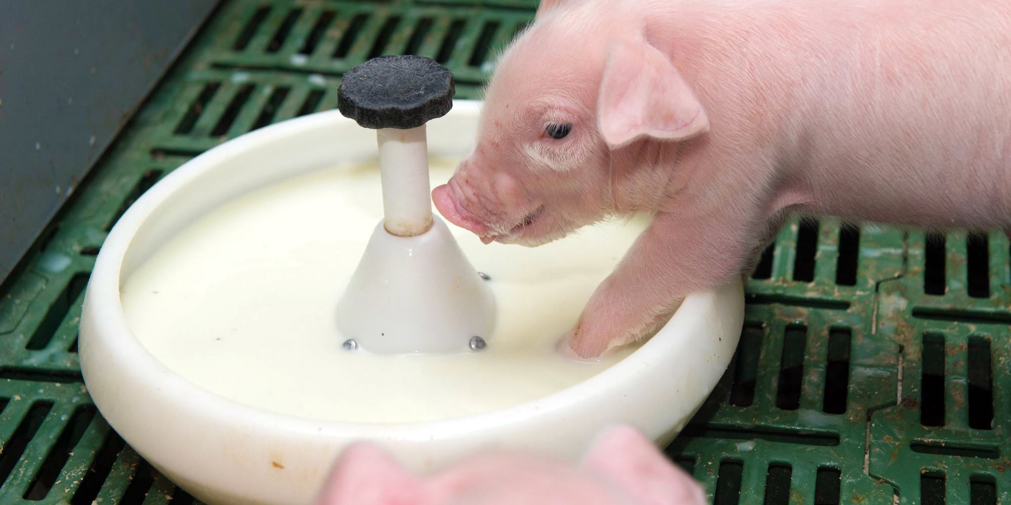 Biggen VIDA Milk Header news - Primary site