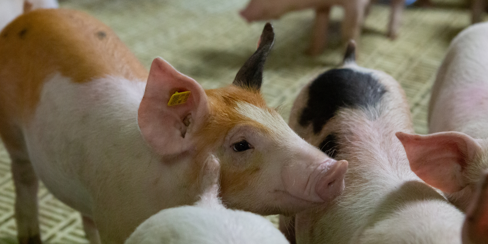 Duroc big Header news - Primary site