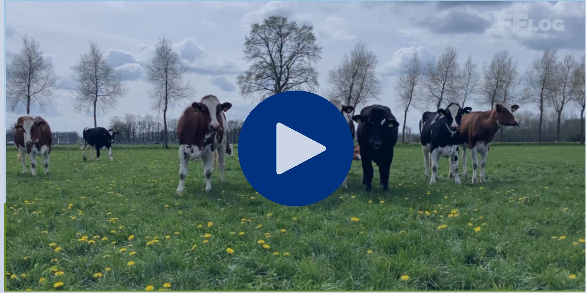 F Flog Demi website jongvee weiden - Tjoelker Fouragehandel