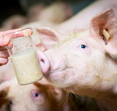 Ferm4 Farm homemixx - Primary site