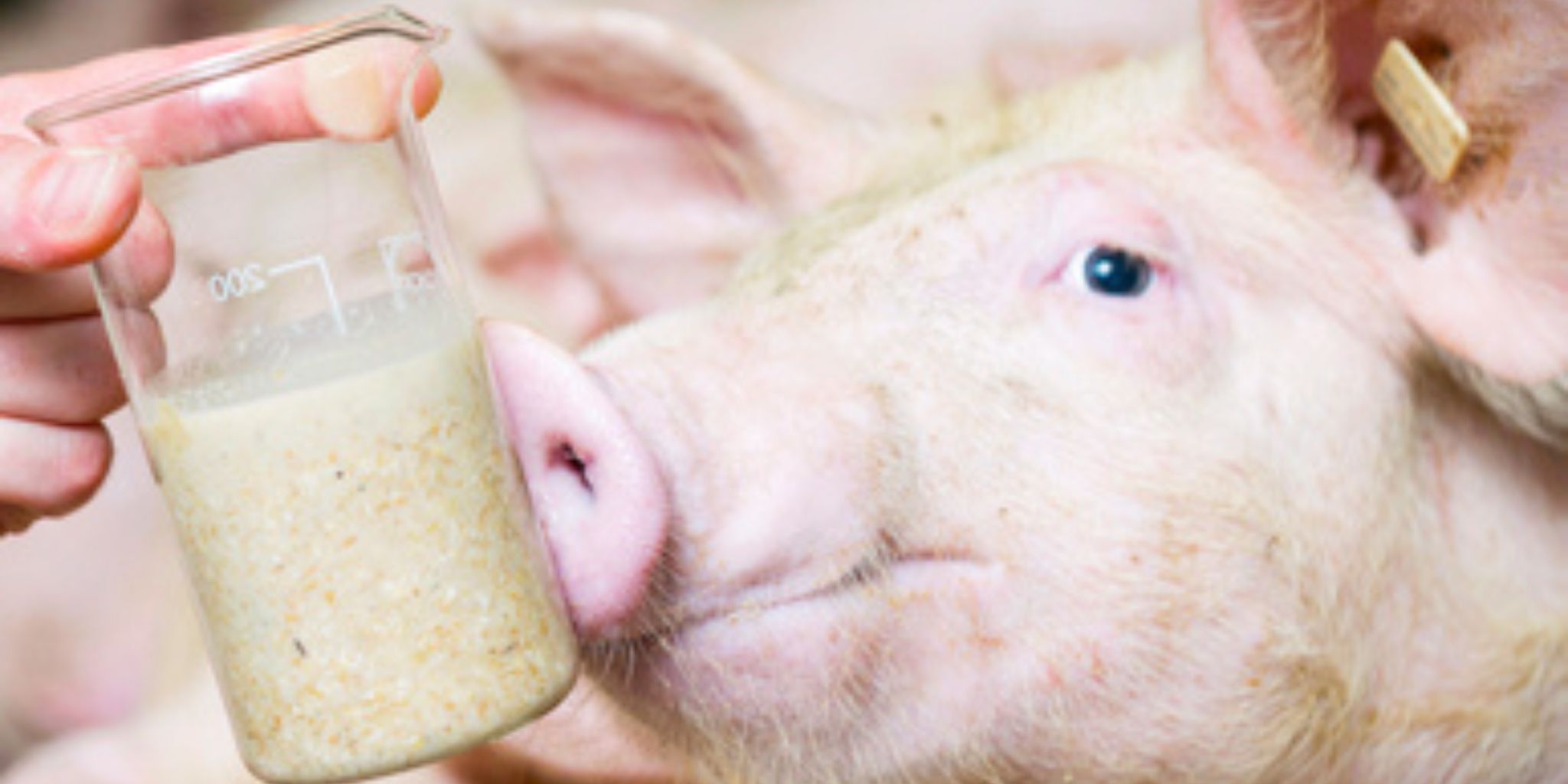 Fermentatie - Primary site