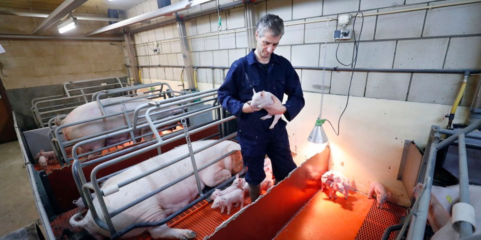 Header De Jong Meer melk en gezondere biggen - Primary site