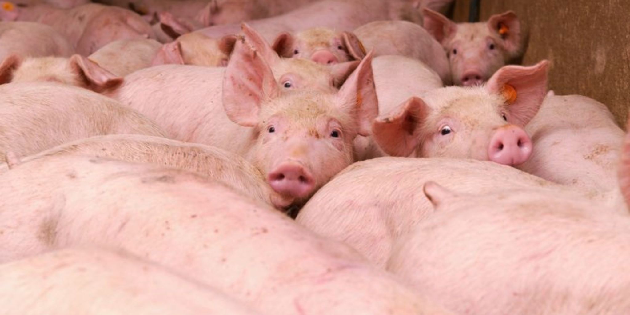 Header Efficientieslag vleesvarkens - Primary site