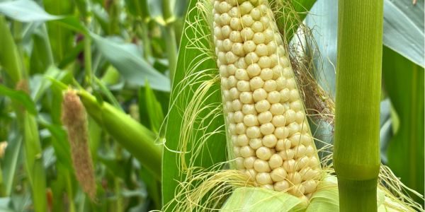 Maisseizoen 2026 loopt een week voor website - Klantenservice ForFarmers Dealers