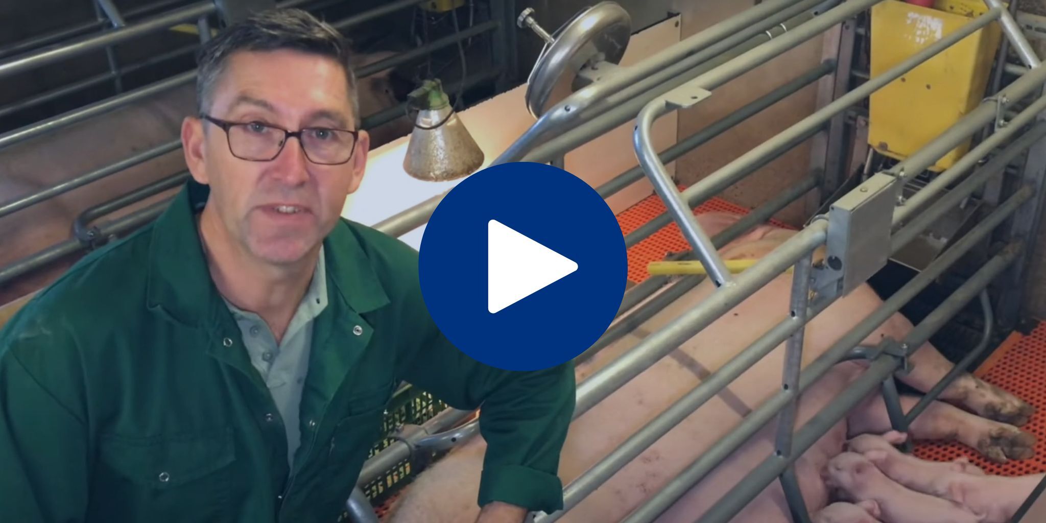 Video geboorte van vitale biggen - Primary site