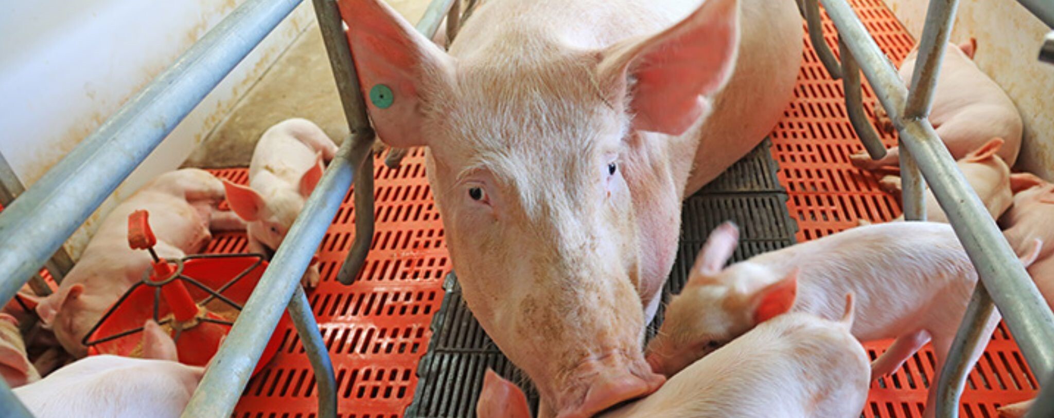 Zeug met biggen Header news - Primary site