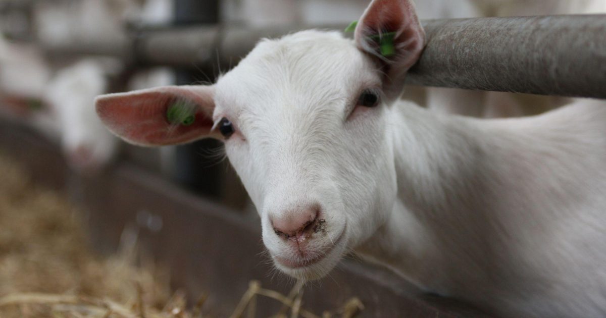 Vernieuwde transitieaanpak geiten | ForFarmers