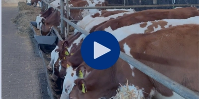 F Flog Monique website pensontwikkeling jongvee - ForFarmers Nederland