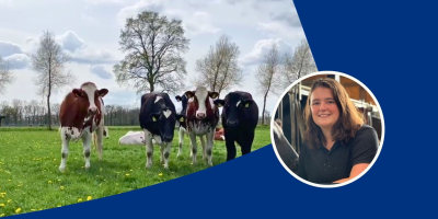 Afkalfpiek website - ForFarmers Nederland
