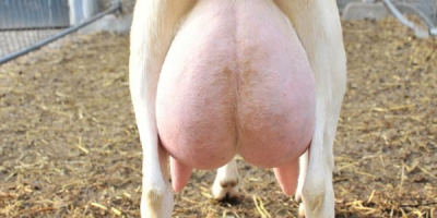 Hard melken loont website - ForFarmers Nederland