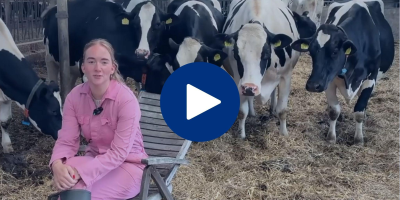 Website F Flog Demi hittestress rondom afkalfpiek - ForFarmers Nederland
