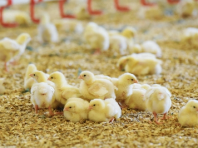 Intro Geflugelpest Ubertragungswege - ForFarmers team agrar