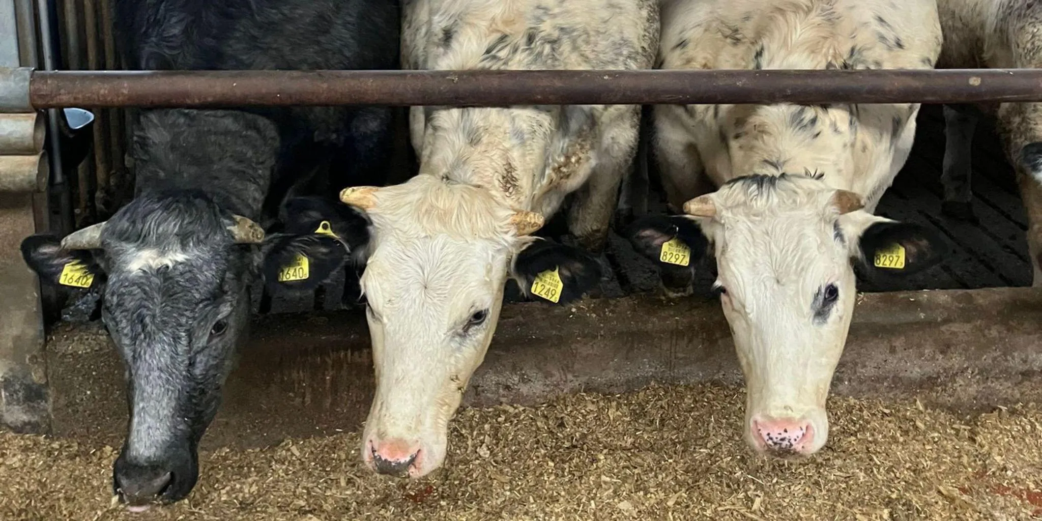 Header news blauwe vaarzen - ForFarmers Nederland