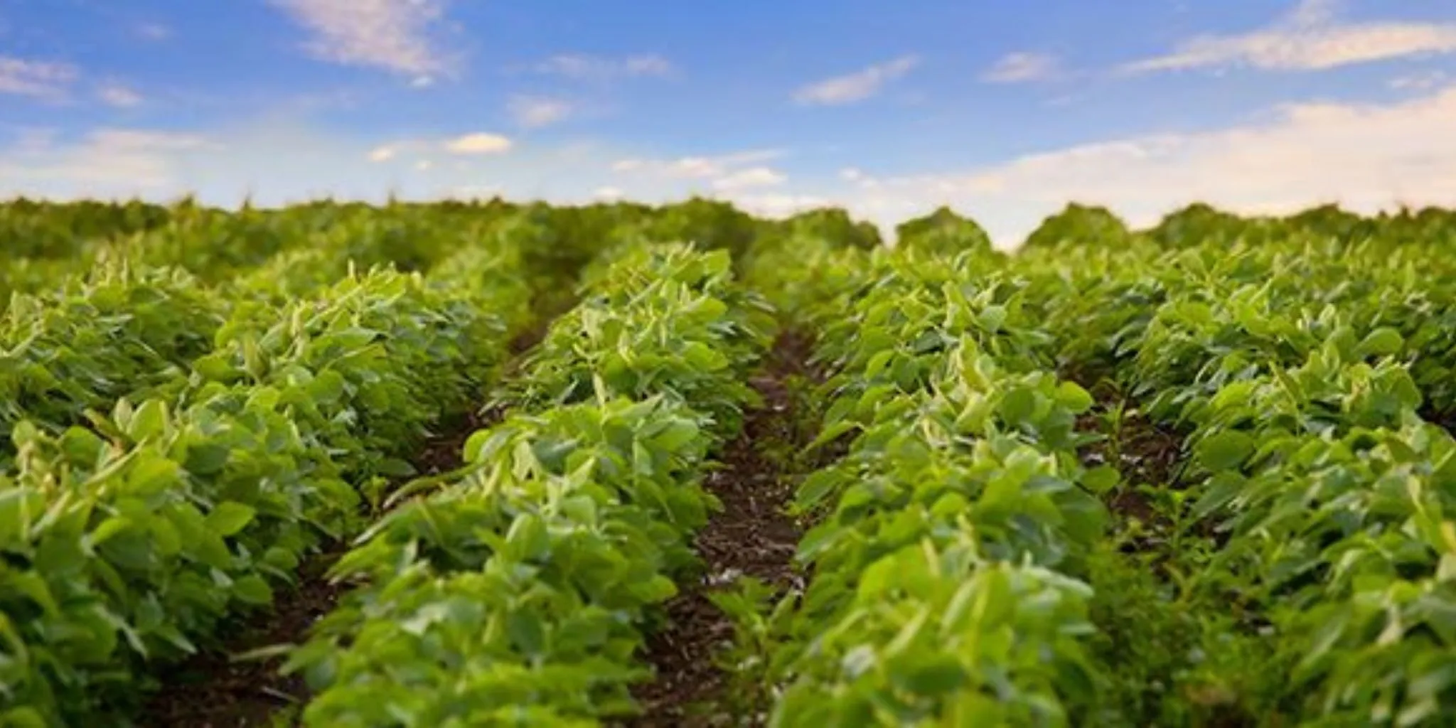 Sojabonen - ForFarmers Group (EN)