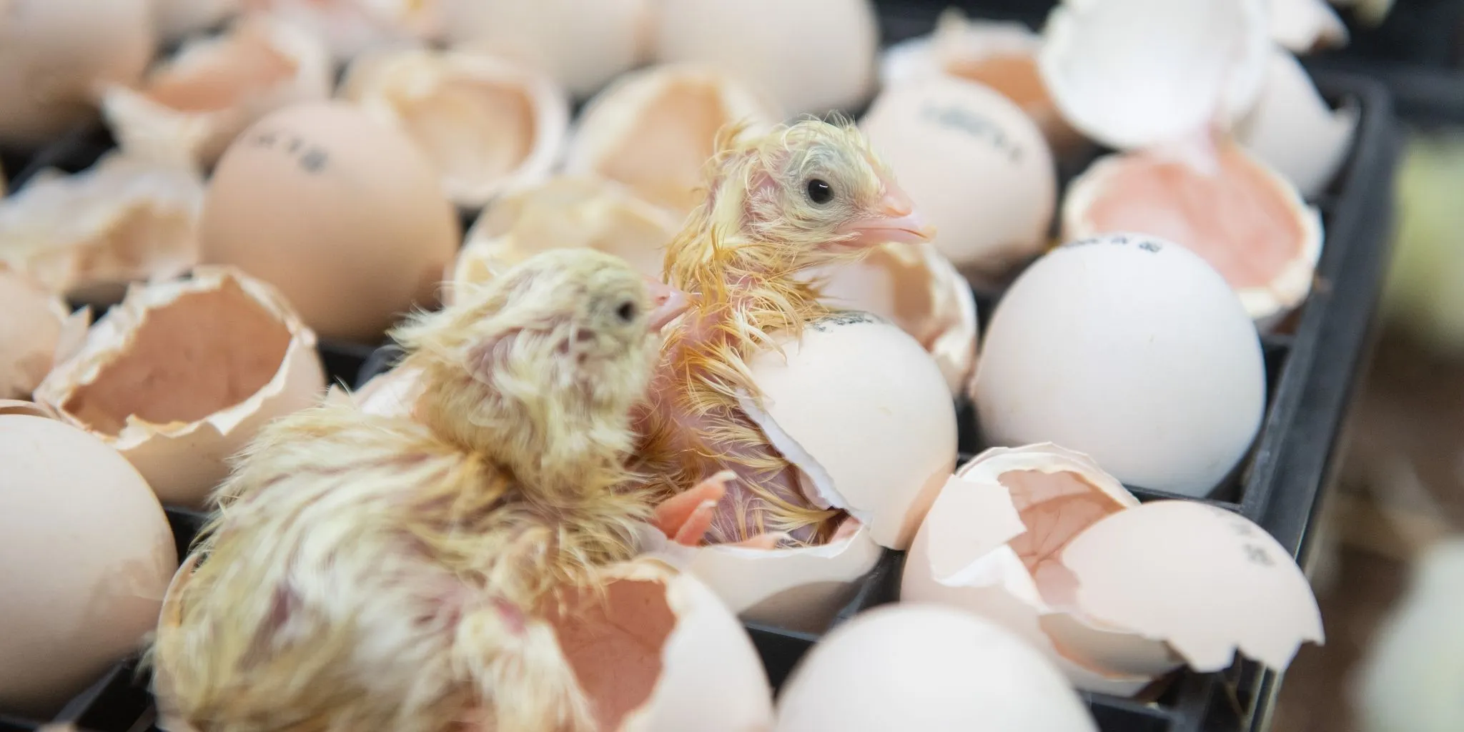 Header early feeding - ForFarmers Nederland