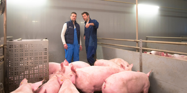 Varkens in stal met adviseur fl intro - Primary site