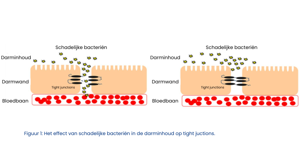 Figuur 1 Het effect van schadelijke bacterien in de darminhoud op tight juctions